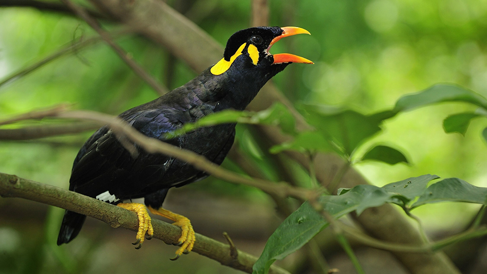 Девять новых видов: в заповеднике Джакронг совершено крупное орнитологическое открытие