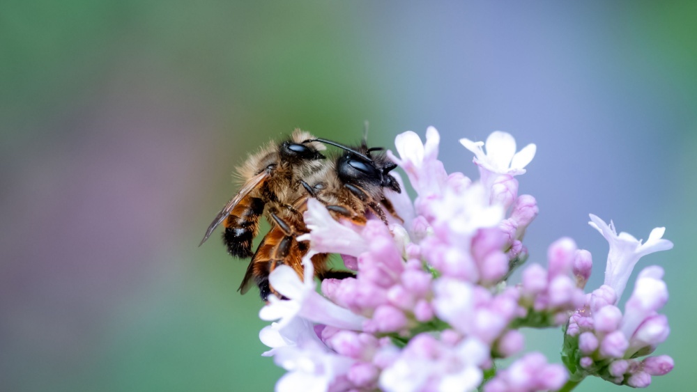 Последний полет: почему спаривание так критично влияет на трутней