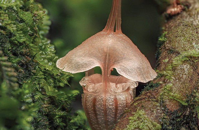 Сказочный фонарик: новый вид редких растений открыли в Малайзии