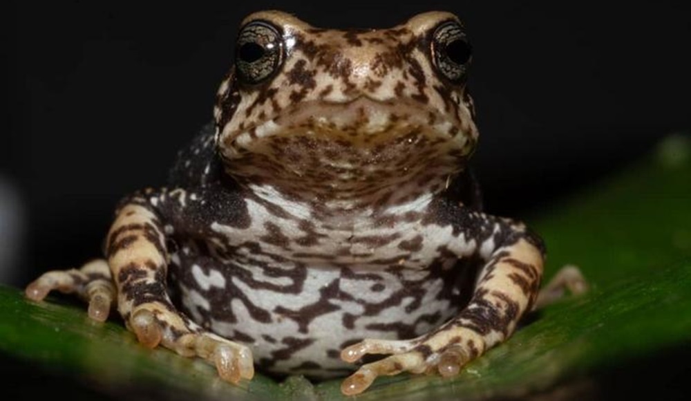 В Африке нашли уникальных жаб, рожающих живых детенышей