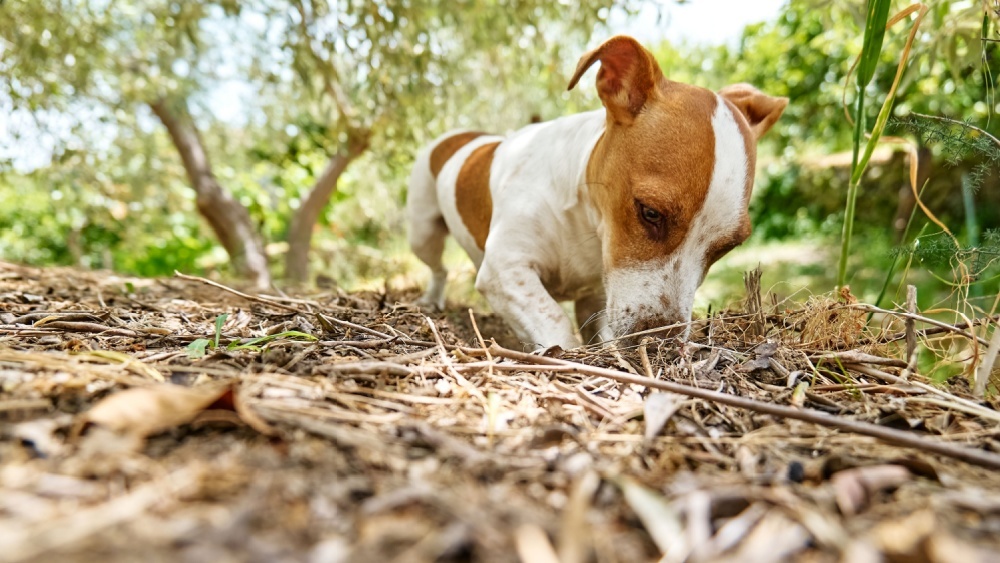 Почему собаки прячут еду и игрушки, и что с этим делать
