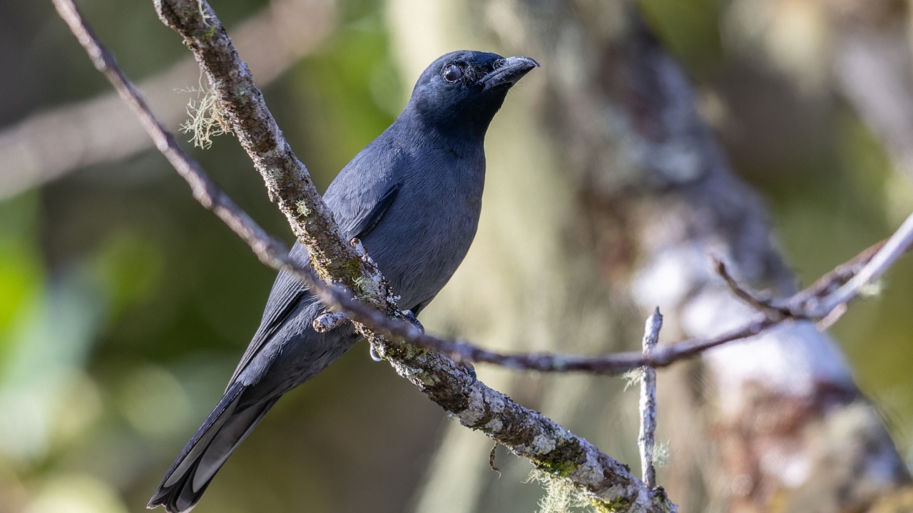 «Исчезнувшие»: редких птиц вновь обнаружили в тропиках