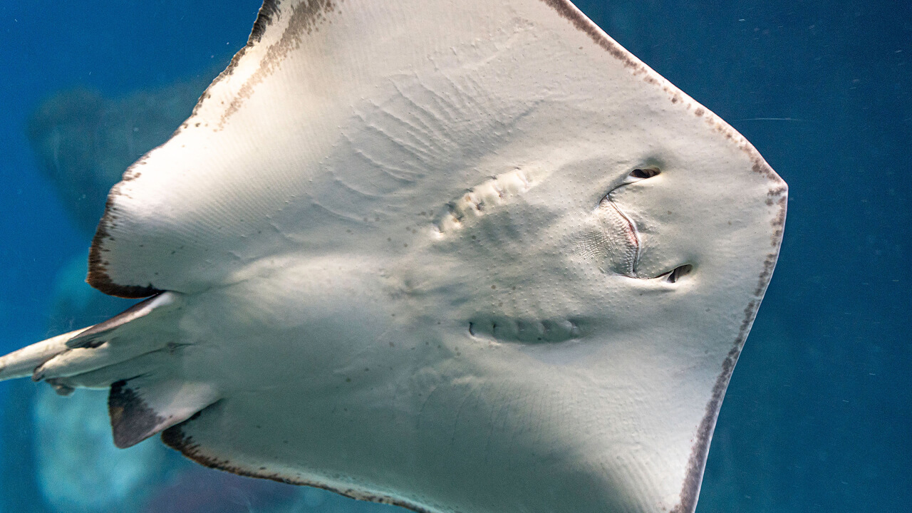 Гигантское морское существо с кнутообразным хвостом обнаружили в Атлантике