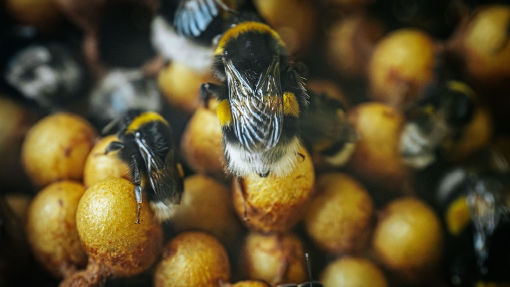 Шмели умеют защищаться: неожиданное открытие ученых