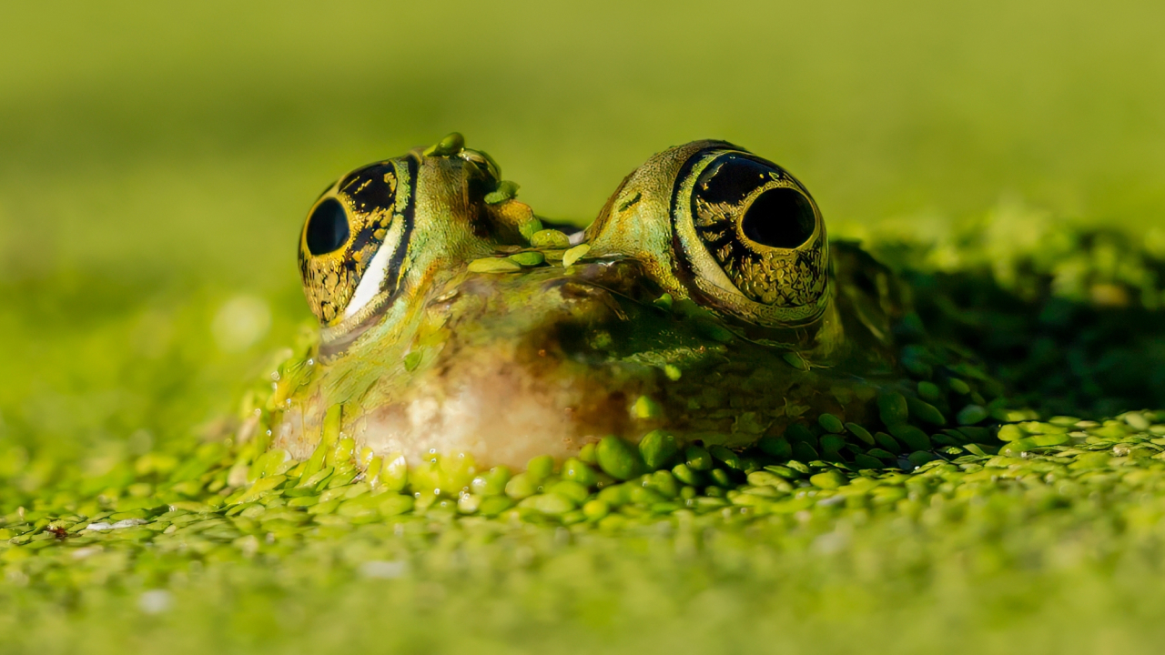 Биологи открыли сумчатую лягушку, которая носит яйца на спине