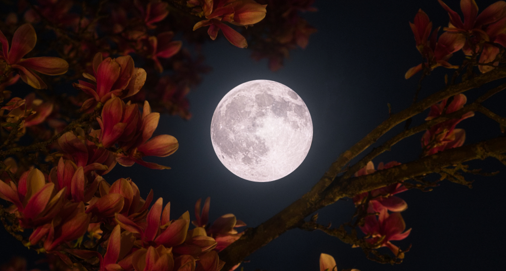 Над Россией взойдет Цветочная Луна