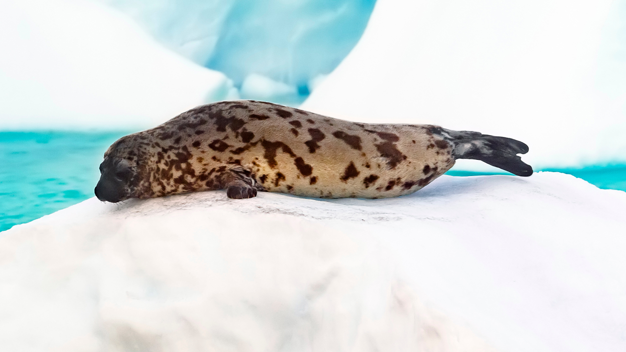Три вида арктических тюленей близки к вымиранию