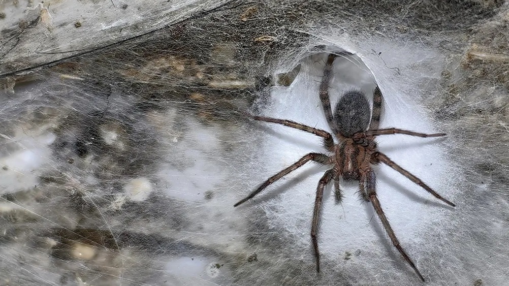 Самая большая в мире паутина обнаружена в Серной пещере