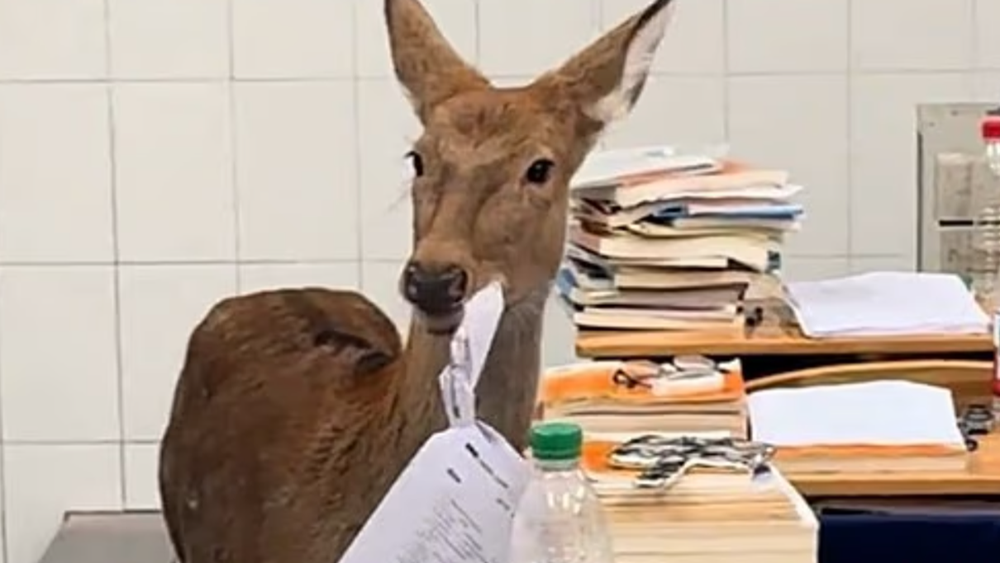 «Мою тетрадку съел олень»: лесной гость сорвал экзамен у китайских школьников 