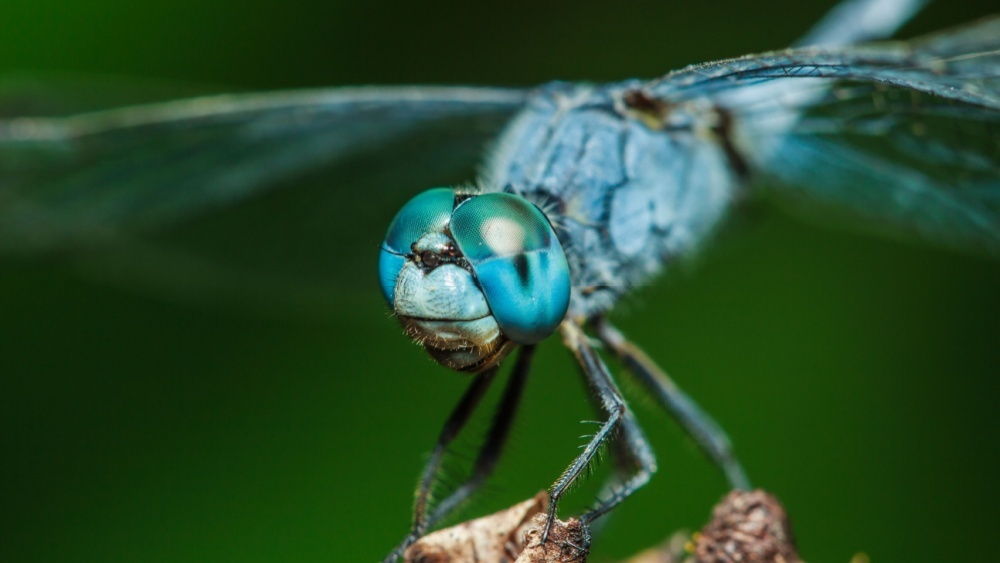 Насекомые вырастали почти до метра 300 млн лет назад: почему они измельчали