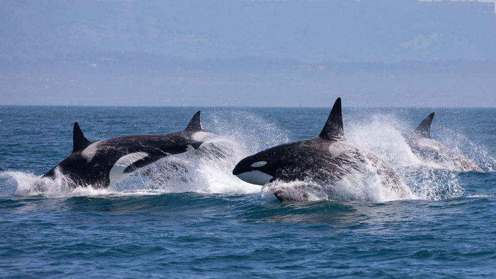 Косатки оказались каннибалами: ученые нашли доказательство