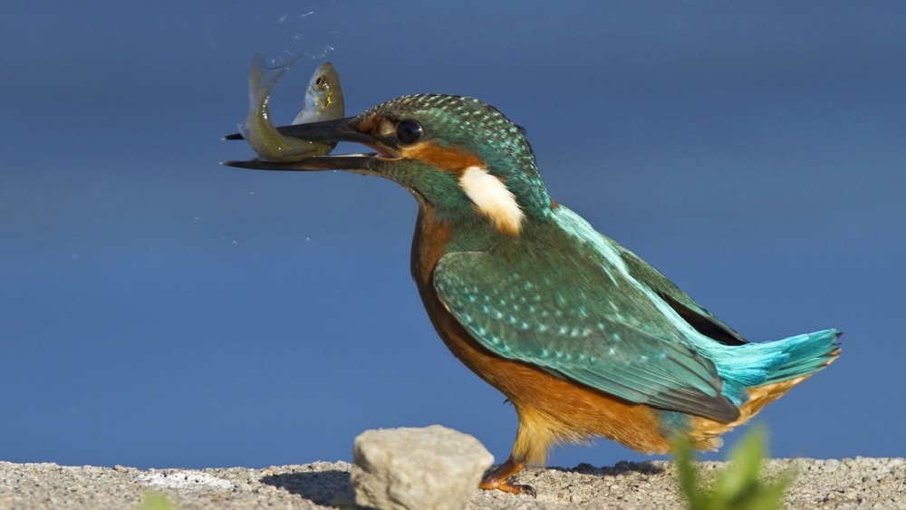 Не улетел в Африку: почему яркий зимородок остался зимовать в Петербурге