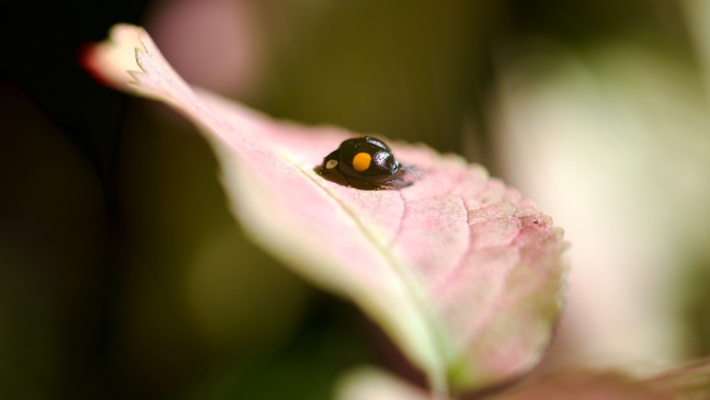 Крошечная, черная, сосновая: открыт новый вид божьих коровок