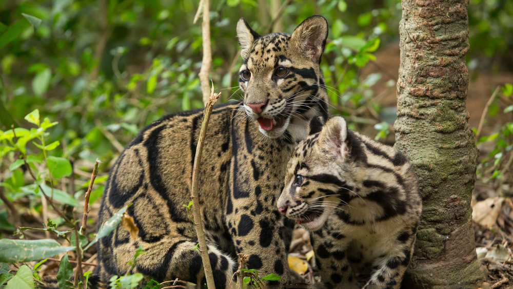 Семейная прогулка: редчайшие кадры дымчатых леопардов сняли в джунглях Индии