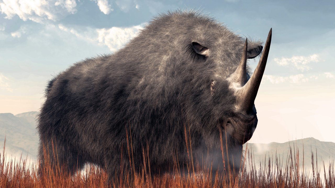 В желудке волчонка обнаружили ДНК одного из последних в мире шерстистых носорогов