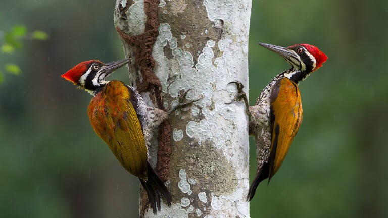 Болит ли голова у дятла