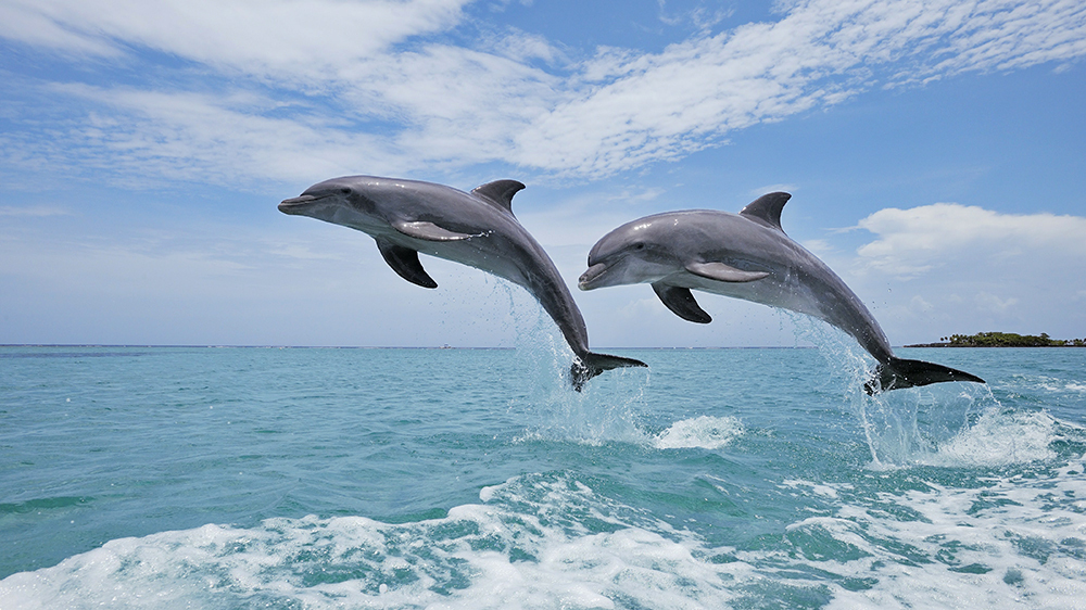 Дельфины в Атлантике стали жить меньше на 7 лет — биологи назвали причины