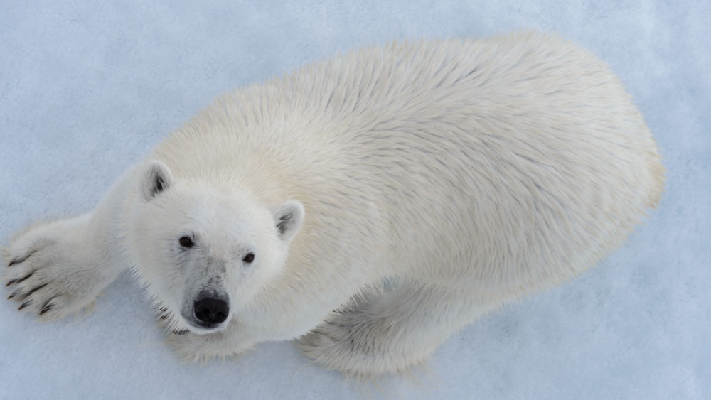 В Арктике засняли белого медведя, играющего с квадрокоптерами