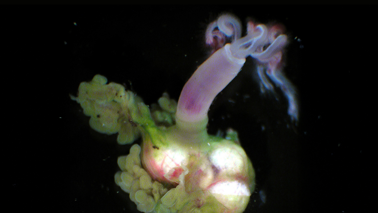 Черви-зомби пропали из океана — ученые обеспокоены