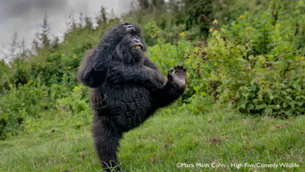 Дикий юмор: названы победители фотоконкурса Nikon Comedy Wildlife Awards 2025