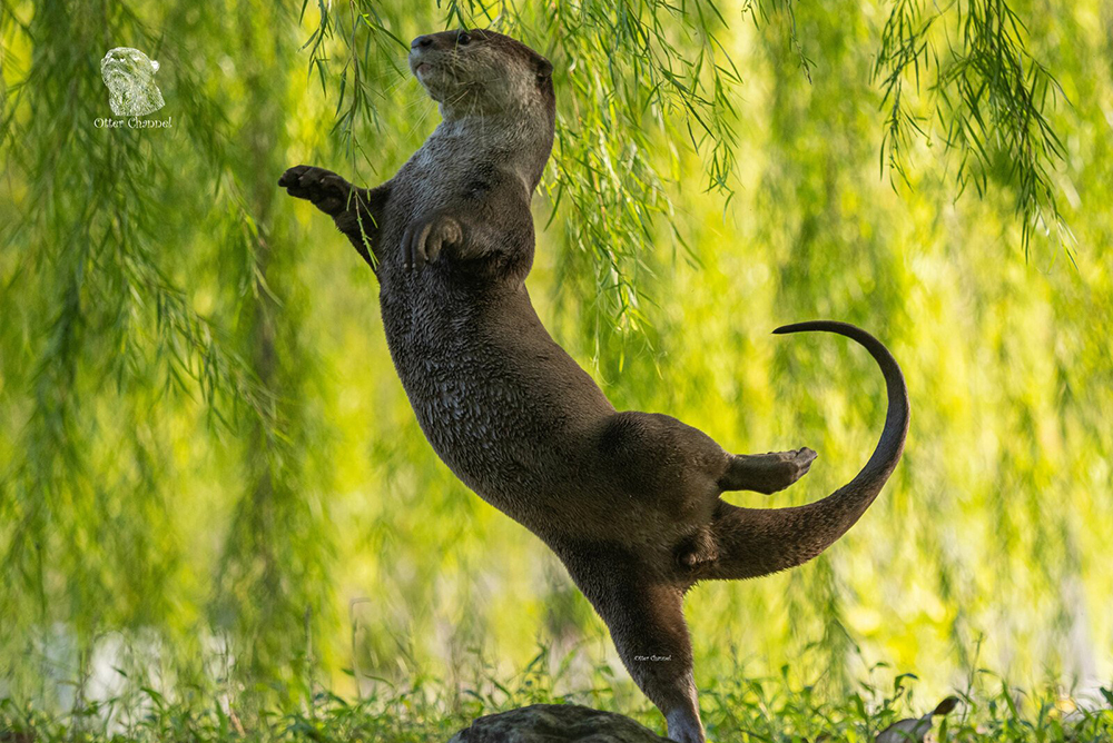 Самые смешные фото дикой природы: объявлены победители Comedy Wildlife Photography Awards