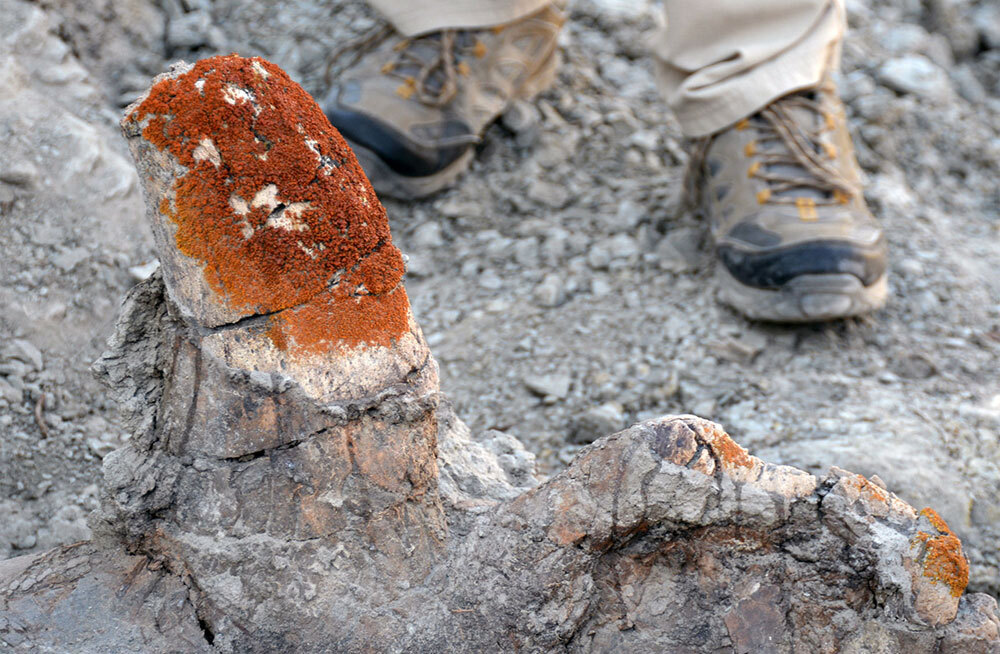 Палеонтологи нашли союзника в поисках динозавров в канадских пустошах