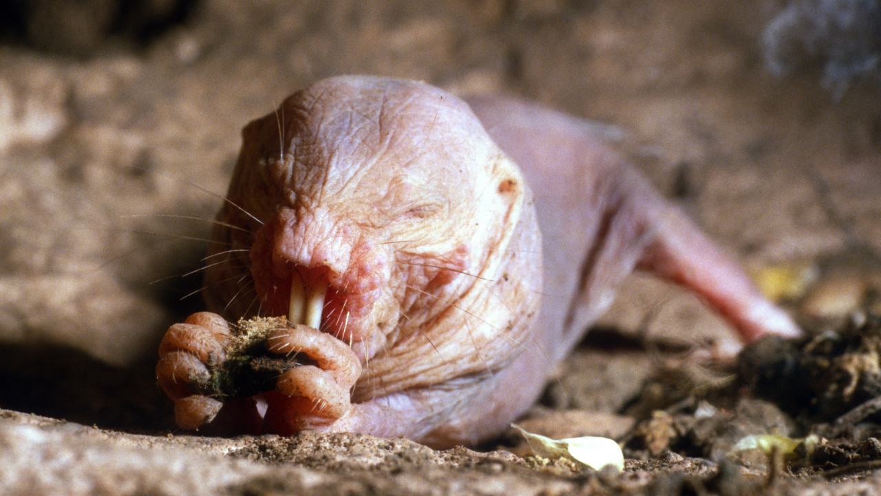 Голый землекоп: животное, которое не стареет
