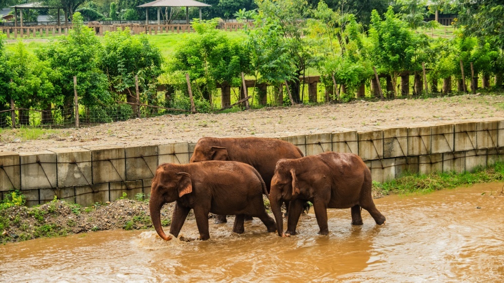 Живые бульдозеры: слоны расчищают завалы после наводнения в Индонезии