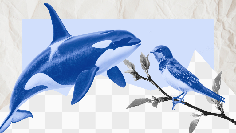 Косатка или касатка — как правильно 