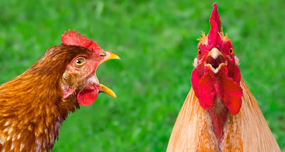 Слышат ли куры музыку 