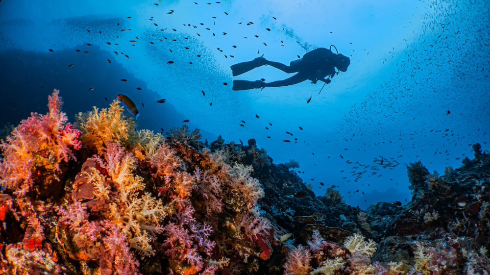 Кораллы, возможно, смогут адаптироваться к изменению климата