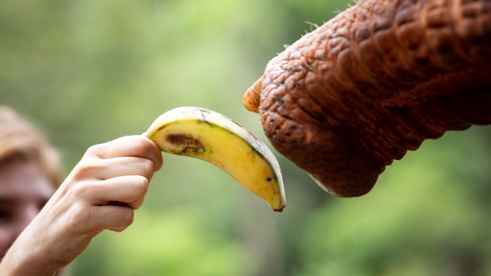 Раскрыт секрет удивительного осязания слона: почему ему не мешает толстая кожа