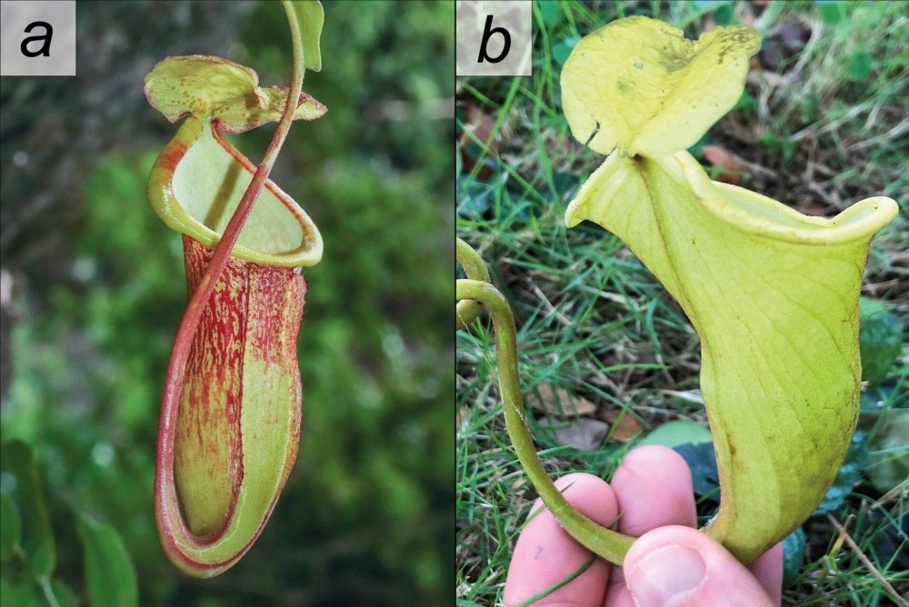 Редчайший вид хищной лианы смогли выявить только с помощью дронов