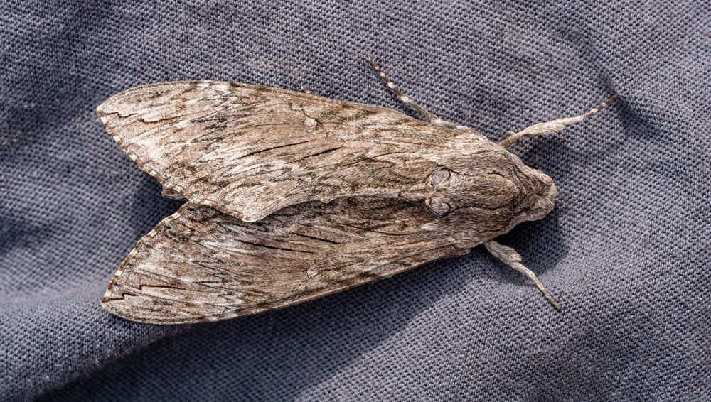 Мотыльки умеют пользоваться «компасом»