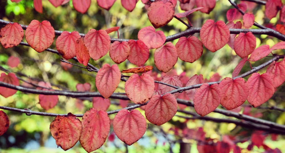 Карамельное дерево: откуда у листьев сладкий запах