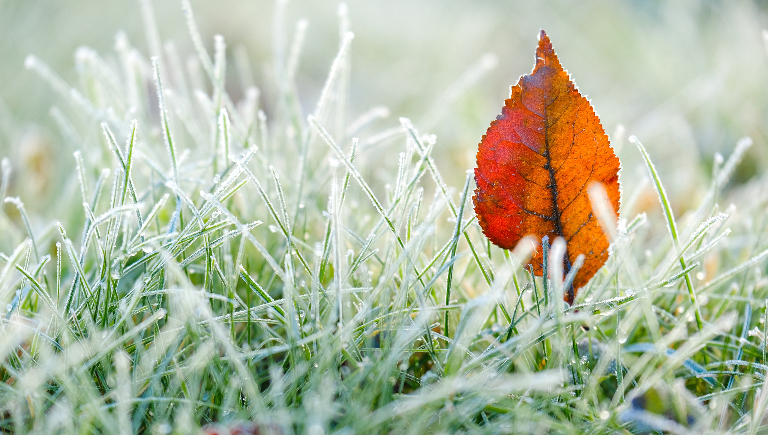 Изморозь и изморось — это синонимы или нет