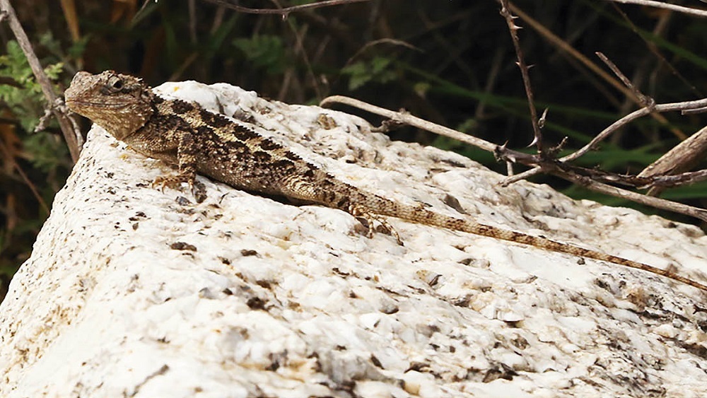 Открыт новый вид ящерицы с лимонной маскировкой от хищников