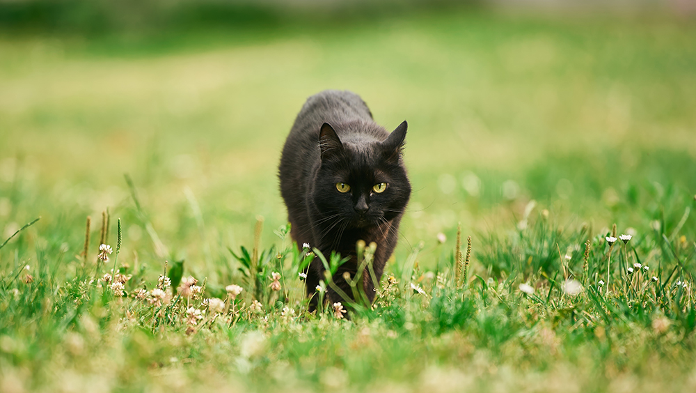 Кот дважды помог найти неизвестные вирусы, способные заражать людей