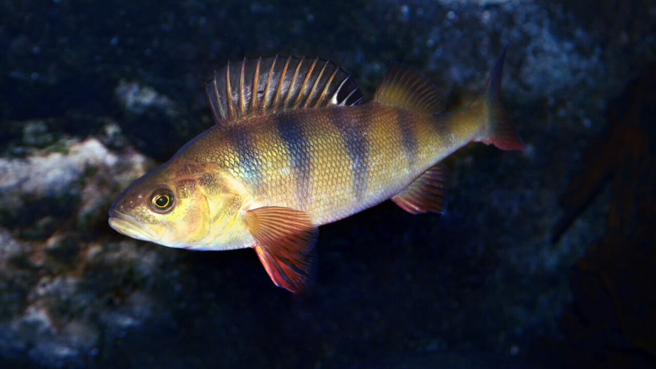 Два новых вида окуня обнаружили в обычном озере