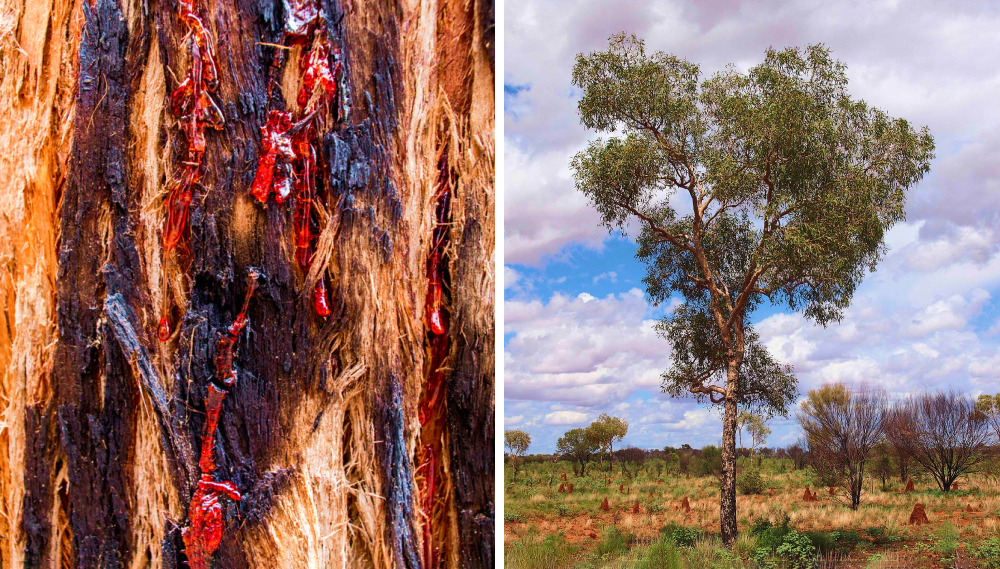 Дерево, которое при ранении истекает «кровью»