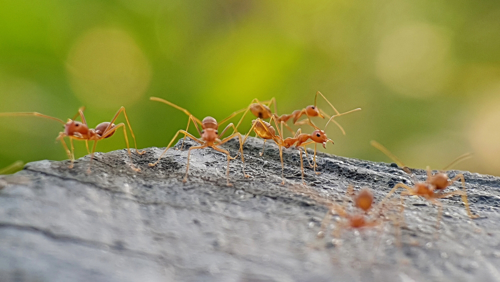 Открыт необычный способ борьбы с самыми инвазивными муравьями в мире