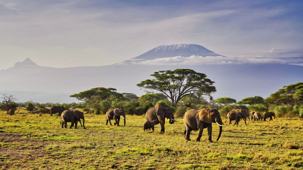 Природный туризм: 15 стран для незабываемых встреч с дикими животными