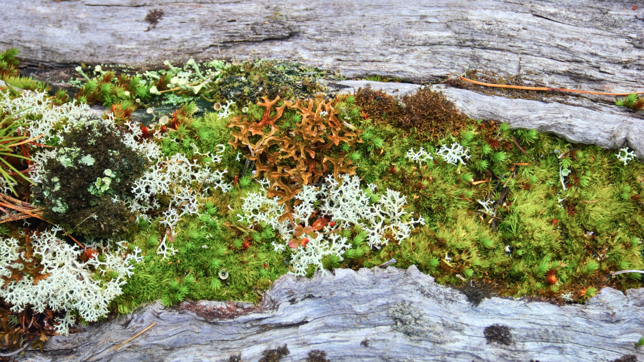 Лишайники: организмы, которые не боятся весенних заморозков