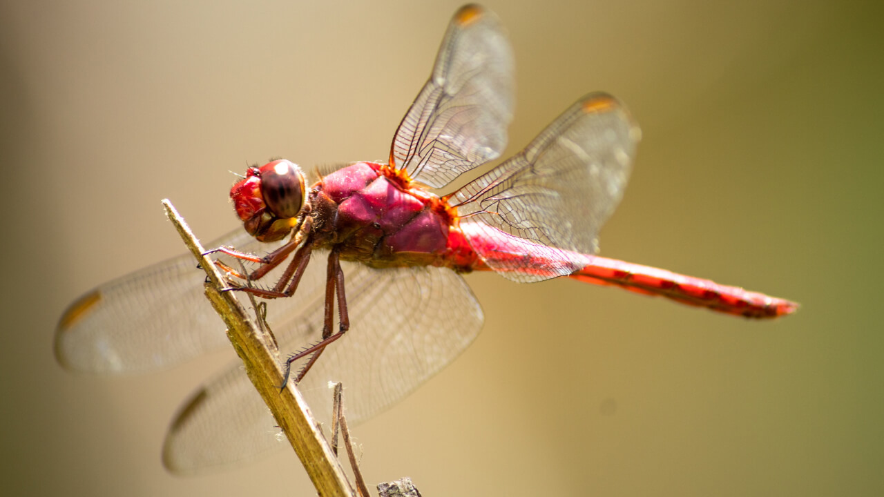 Куда и зачем мигрируют стрекозы