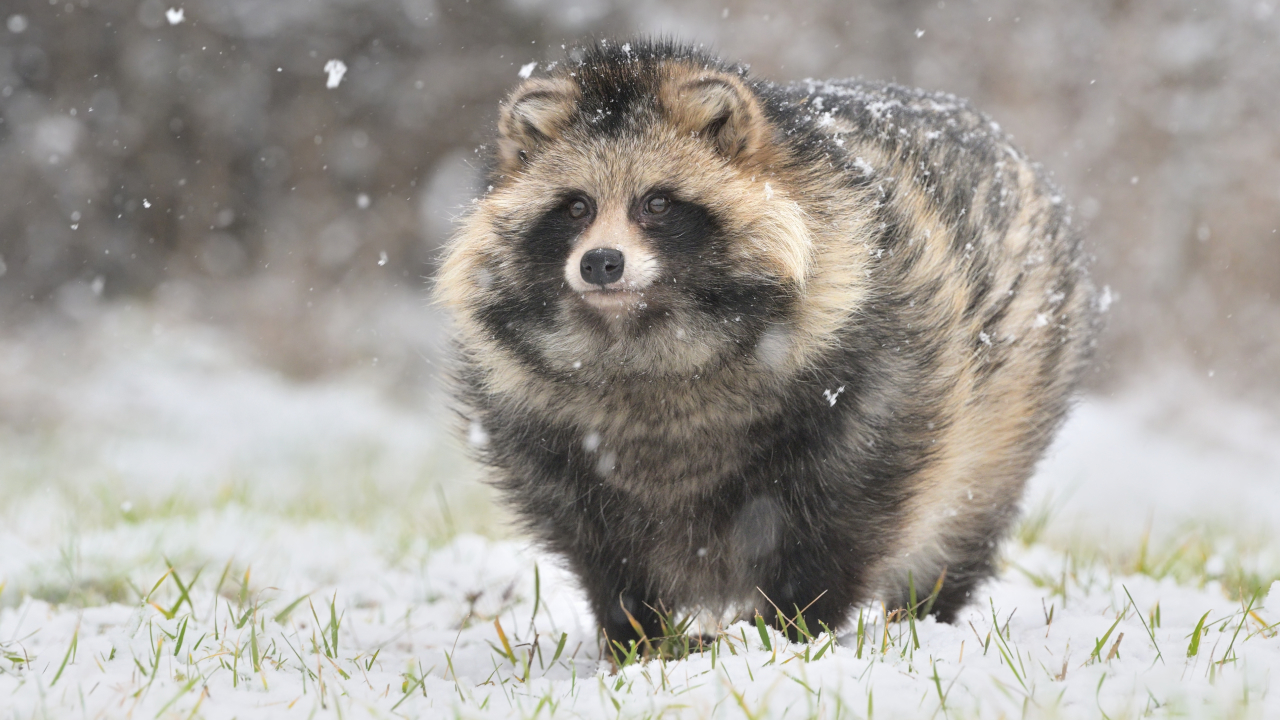 Енотовидные собаки запели в разгар зимы в Ленинградской области