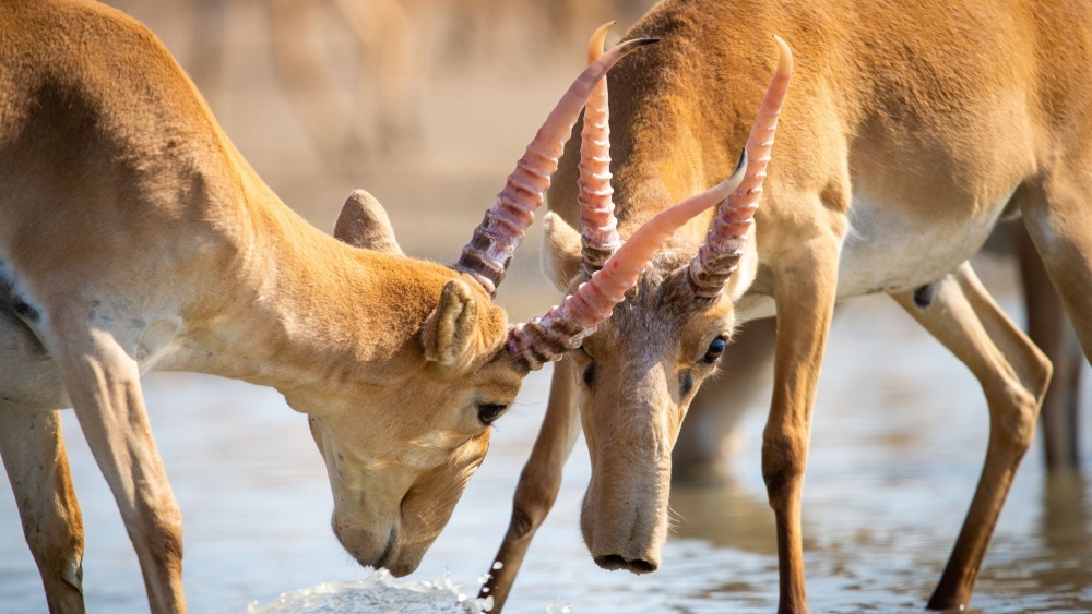 В мире разрешили торговлю рогами сайгака, но экологи против