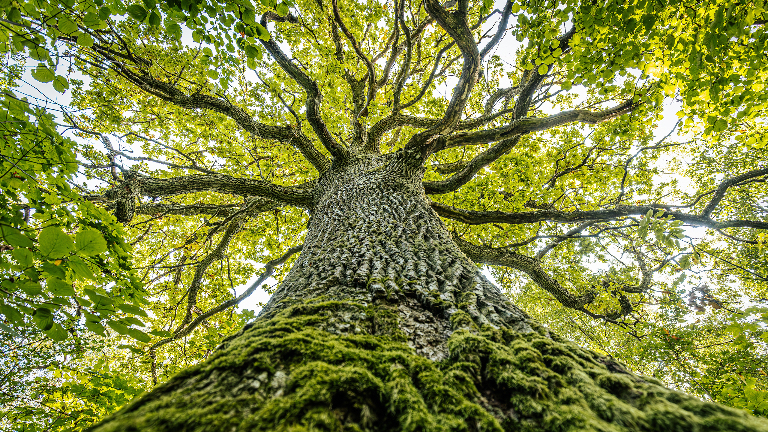 Как умирают деревья
