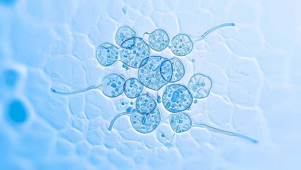 Под арктическими льдами найдены сложные формы жизни с удивительными способностями