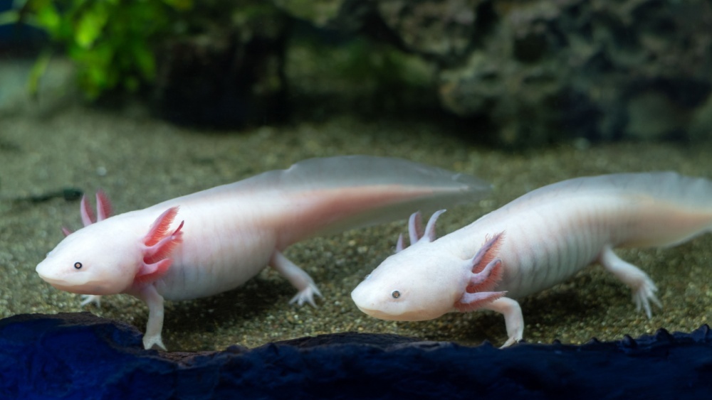 Аксолотли умеют восстанавливать один из важнейших органов тела