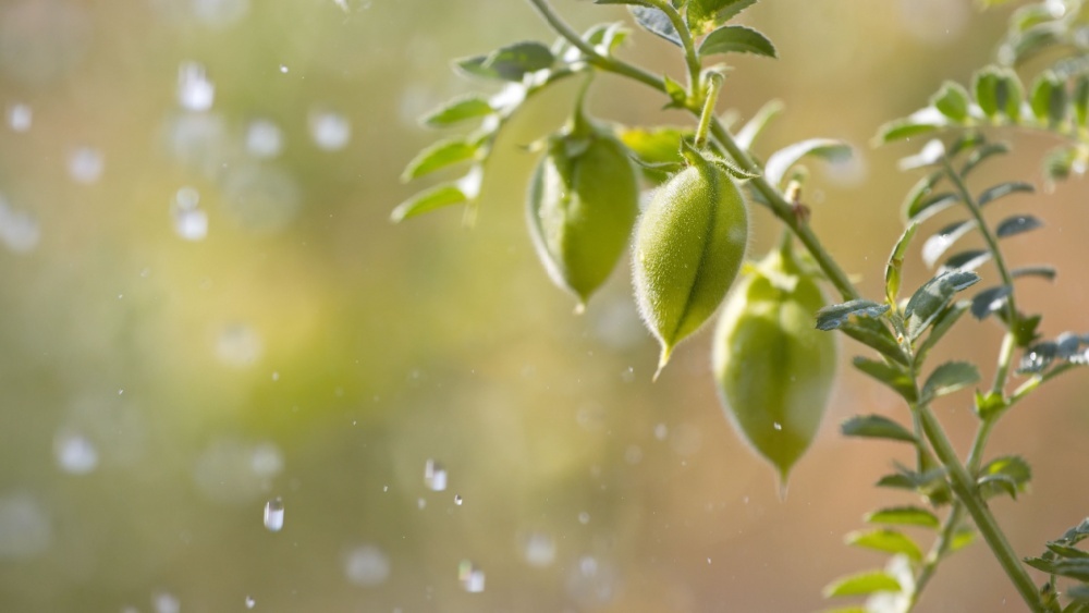 Звуки дождя заставляют семена расти: открытие биологов